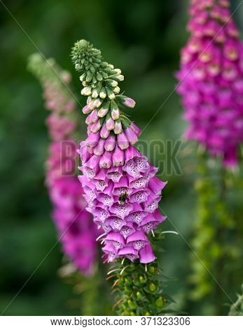 Pink Purple Common Foxglove Digitalis Purpurea Fairy Fingers In Summer Cottage Garden