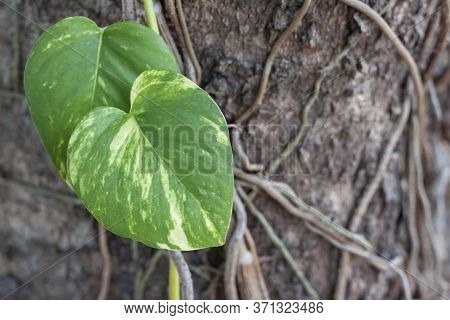 Epipremnum Aureum Or Golden Pothos Wiggle On A Big Tree In The Garden.