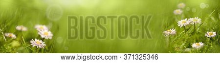 Daisy Blossoms On Madow In Springtime - Banner - Panorama - Background