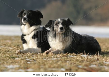 2 边境牧羊犬