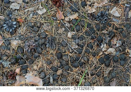 Moose Droppings In The Woods. Animal Faeces.