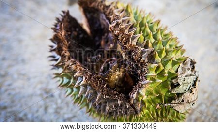 Close Up Detail View Of A Rotten Durian Fruit With Holes Eaten By The Wild Animal. King Of Fruits In