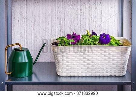 Petunia Flowers In A White Wicker Basket, Stand On A Shelf Next To A Green Decorative Watering Can.