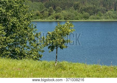 Lake Meadow Surrounded By Forest Near The Town Of Gorodok, Belarus