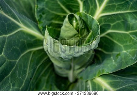 Sweetheart Cabbage Plant Growing In Garden Close Up