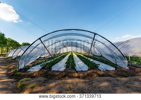 Cultivation Of Strawberry Fruits Using The Plasticulture Method, Plants Growing On Plastic Mulch In