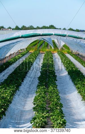 Cultivation Of Strawberry Fruits Using The Plasticulture Method, Plants Growing On Plastic Mulch In