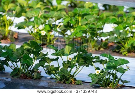 Cultivation Of Strawberry Fruits Using The Plasticulture Method, Plants Growing On Plastic Mulch In