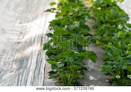 Cultivation Of Strawberry Fruits Using The Plasticulture Method, Plants Growing On Plastic Mulch In