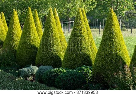 Well Shaped Green Conical Thuja Coniferous Trees In Garden