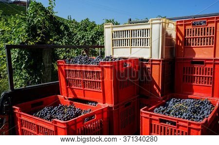 Harvest In A Vineyard At Cannubi In Barolo, Piedmont - Italy