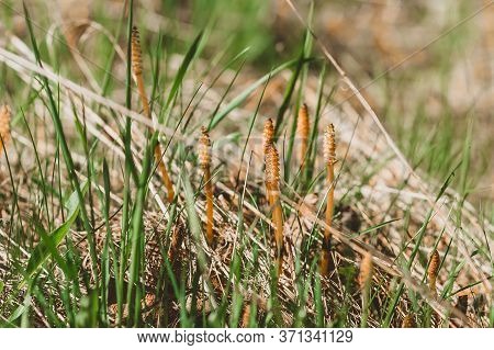 Fruiting Spring Spore-bearing Shoots Of Field Horsetail. Medicinal And Edible Herbs Of Europe