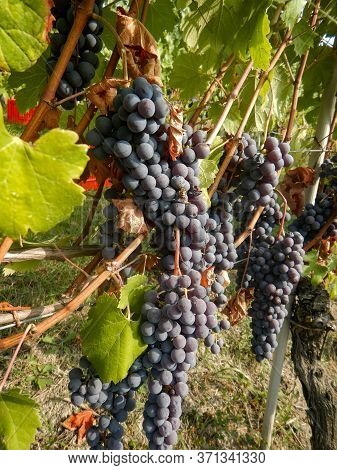 Harvest In A Vineyard At Cannubi In Barolo, Piedmont - Italy