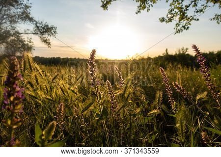 Spikelets Grass And Blooming Salvia (sage) Field. Summer Meadow At Sunset. Wild Flowers And Wheat  I