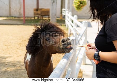 The Foal In The Stable Was Eating A Carrot From A Female Tourist.