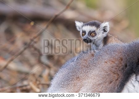 Portrait Of Lemuriformes - Lemur In The Park, Which Has On Its Back A Small Lemur Cub.