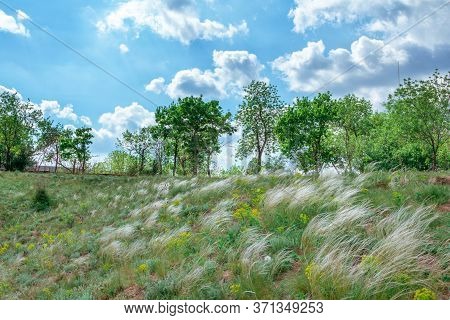 Spring Landscape - Meadow On A Hill In A Forest With Fresh Green Grass, Flowers And White Stipa Or F