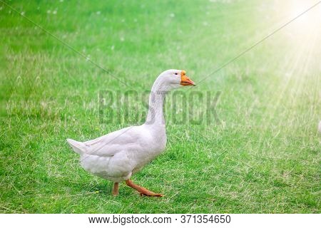 A Large White Domestic Goose Walks On A Green Grassy Lawn. Beauty Of Birds, Domestic Poultry Farming