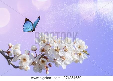Beautiful Butterfly, Branch Blossoming Cherry, Lilac Background Macro. Artistic Image Nature, Cherry