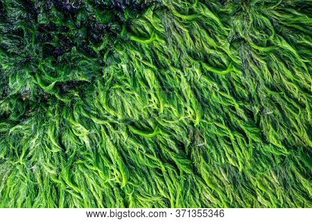 Green Algae Close Up Covered Granite Boulder In A Riverbed. Swamp Algae. Background And Texture.