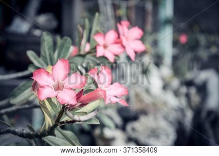 Beautiful Pink Adenium Flowers On Blur Green Leaves Background Closeup. Adenium Obesum Is Grown As A