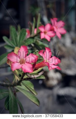 Beautiful Pink Adenium Flowers On Blur Green Leaves Background Closeup. Adenium Obesum Is Grown As A