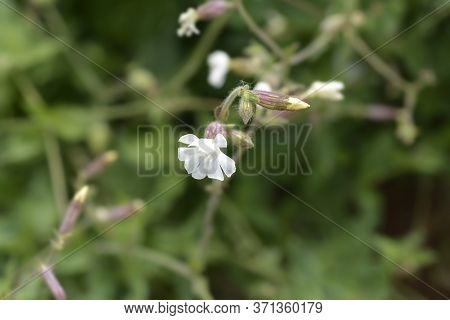 Unusual Campion - Latin Name - Silene Paradoxa