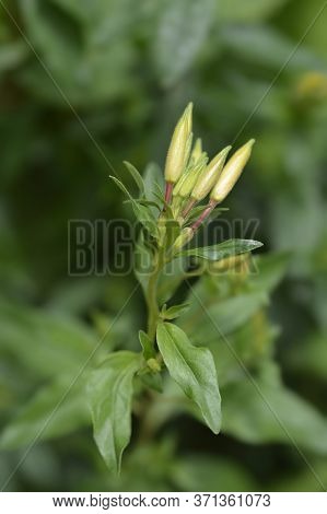 Narrowleaf Evening Primrose - Latin Name - Oenothera Fruticosa