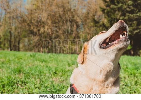 Labrador Retriever Laughing On The Background Of Green Grass. A Happy Dog Is Delighted With A Trip T