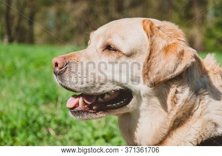 Portrait Of An Adult Labrador On A Background Of Green Grass. A Happy Dog Is Delighted With A Trip T