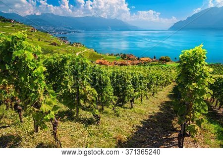 Amazing Vine Rows With Lake Geneva In Background. Beautiful Place With Vineyards On The Hills In Lav
