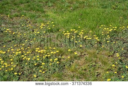 Lawn In Backyard In Bad Condition Need Weed Control