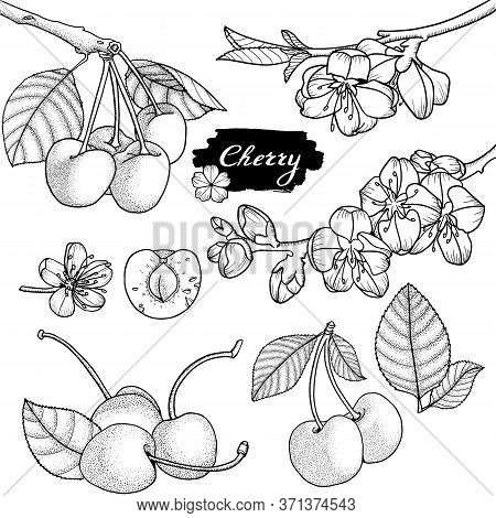 Cherry Vector Drawing. Hand Drawn Berry. Summer