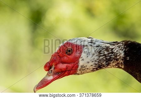 Portrait Of A Duckling. Duck Head Close Up. Macro Shot. Black Bird. Black Domestic Ducks