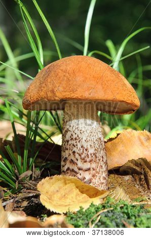 Yksi oranssi lippis boletus ruoho