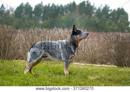 Australian Shepherd Dog, Gray-red-white Speckled Healer Stands On A Grass Field.