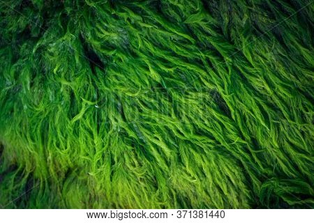 Green Algae Covered Granite Boulder In A Riverbed. Background And Texture. Swamp Algae.