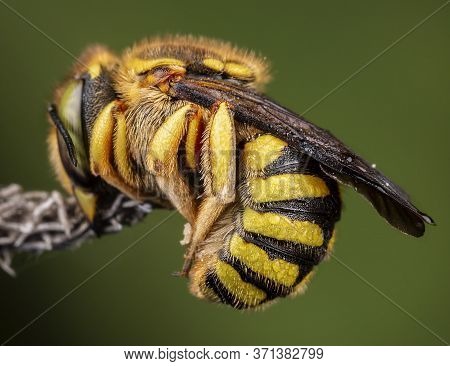 Anthidium Florentinum Manicatum Sleeping Attached To A Branch With His Mandibles