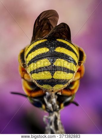 Anthidium Florentinum Manicatum Sleeping Attached To A Branch With His Mandibles