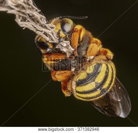 Anthidium Florentinum Manicatum Sleeping Attached To A Branch With His Mandibles