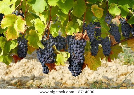 Szeptemberben Vineyard