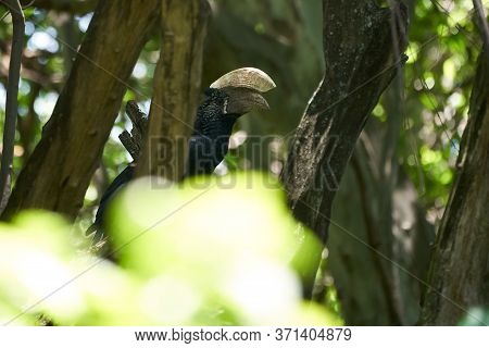 Silvery Cheeked Hornbill Bycanistes Brevis Tanzania Lake Manyara
