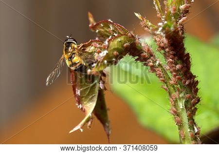 Hover Fly Feasting On Infestation Of Rose Aphids.