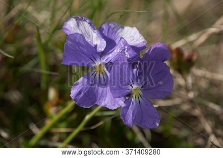 Viola Calcarata Swiss Switzerland Mountains Commonly Known As Long-spurred Violet Or Mountain Violet