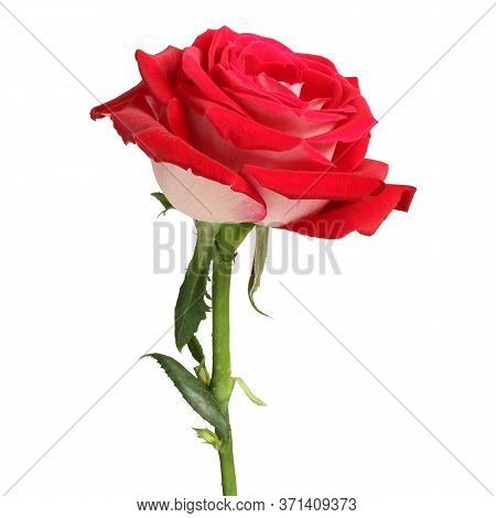 Big Red Rose On White Background. Closeup. Side View