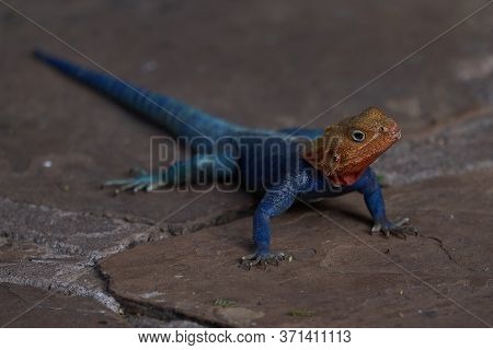 Common Agama Red Headed Rock Agama Or Rainbow Agama A Lizard Family Agamidae Male Amboseli Kenya