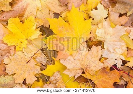 Autumn Leaves Background. Closeup Of Sycamore Maple (acer Pseudoplatanus) Leaves With Fall Seasonal 