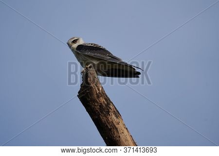 Black-winged Kite Elanus Caeruleus Also Known As The Black-shouldered Kite