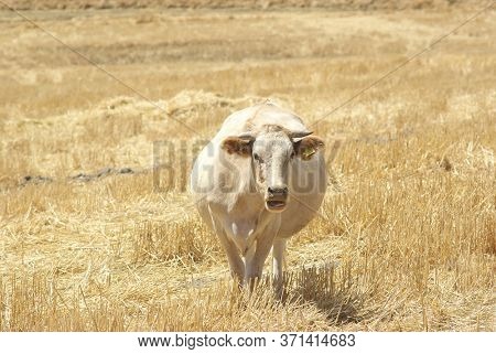 a cow grazing stubble of wheat field in Sicily countryside 