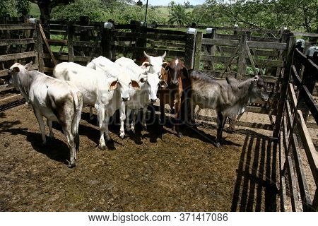 Ubata, Bahia / Brazil - October 5, 2011: Heifers Are Seen In A Slaughterhouse Corral In The City Of 